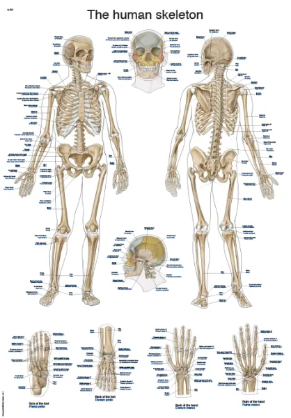 Englische Lehrtafel &quote;The human skeleton&quote;, 50x70cm