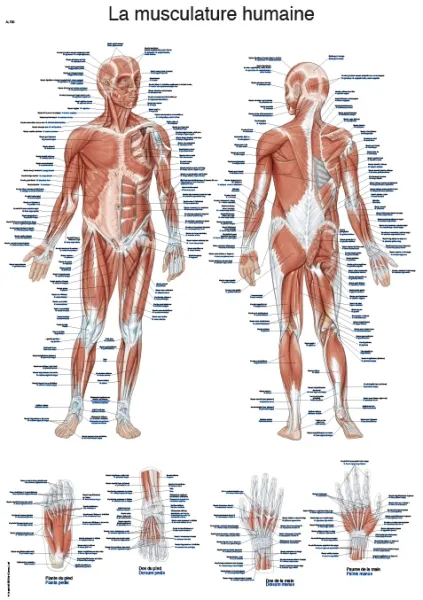 Französische Lehrtafel &quote;La musculature humaine&quote;, 50x70cm