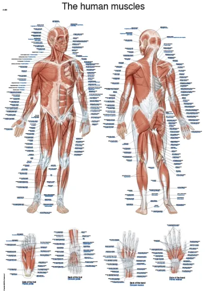Englische Lehrtafel &quote;The human muscles&quote;, 50x70cm