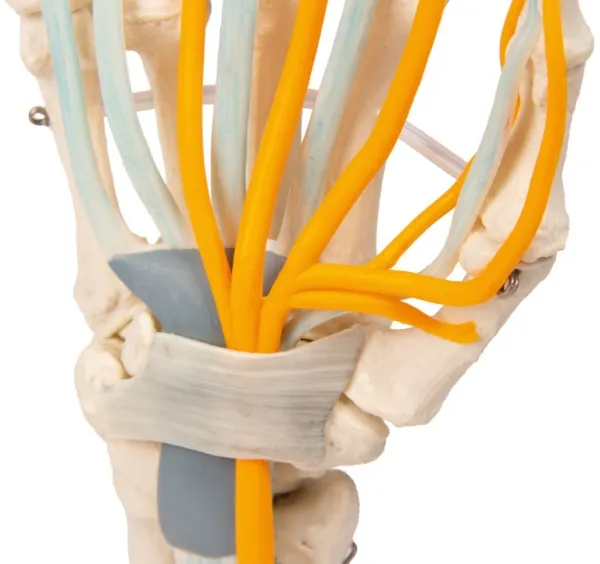 Hand mit Sehnen, Nerven und Karpaltunnel