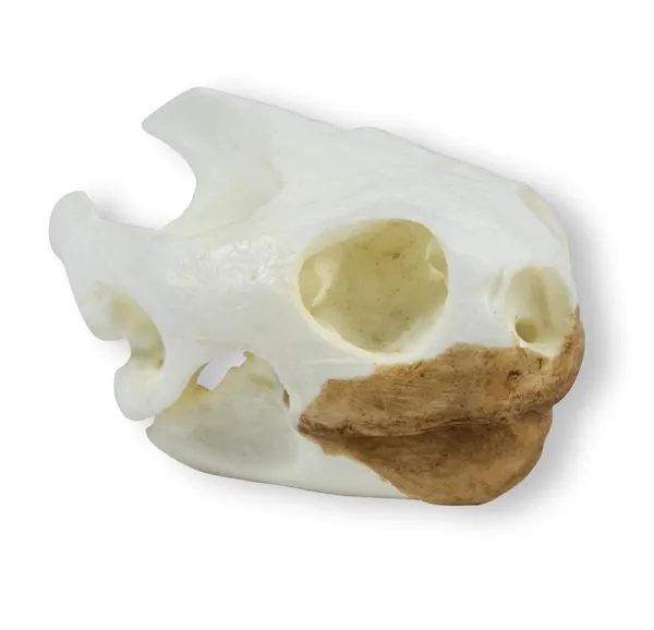 Schädel Schildkröte