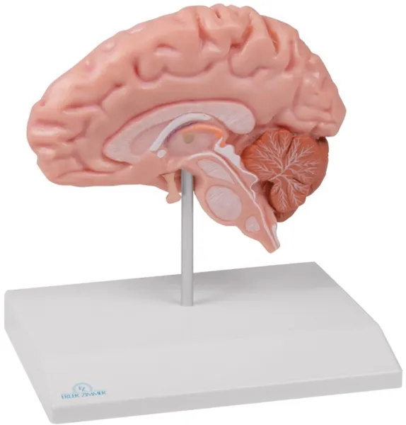 Anatomische Gehirnhälfte-Modell