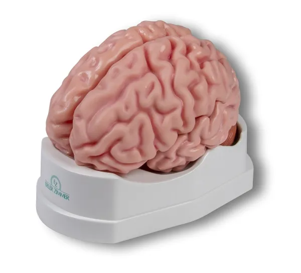 Anatomisches Gehirnmodell 5-teilig