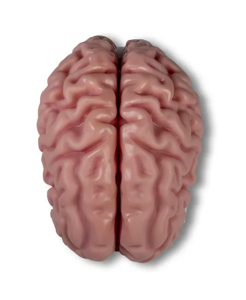Anatomisches Gehirnmodell 5-teilig