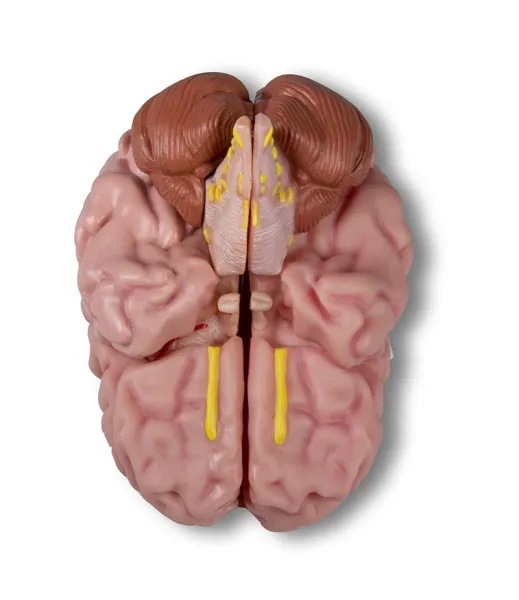Anatomisches Gehirnmodell 5-teilig
