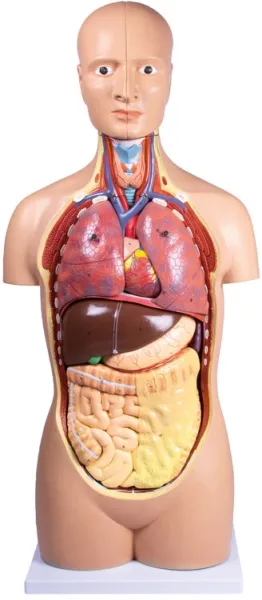 Torso, geschlechtslos, 12 Teile