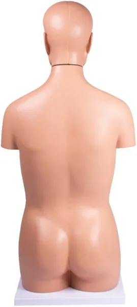 Torso, geschlechtslos, 12 Teile