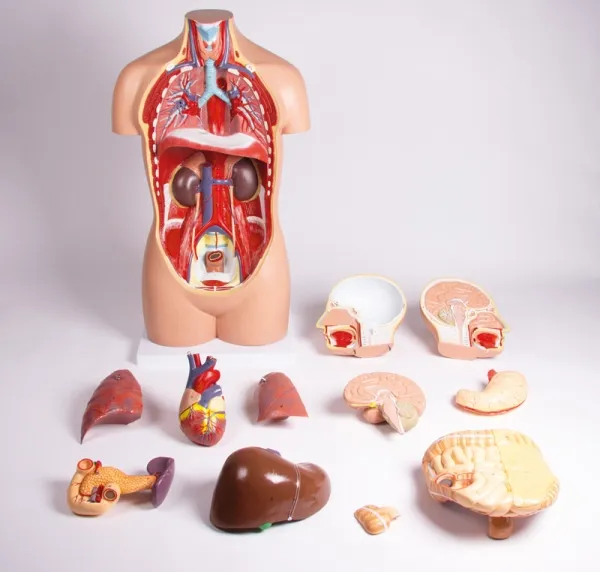 Torso, geschlechtslos, 12 Teile