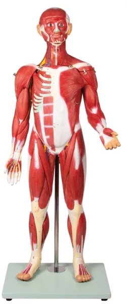 Muskelfigur 30 Teile, 85 cm