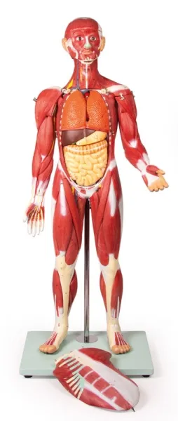 Muskelfigur 30 Teile, 85 cm