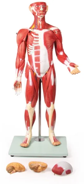 Muskelfigur 30 Teile, 85 cm