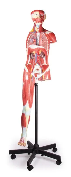 Muskelfigur, 2/3 Lebensgrösse, 32 Teile