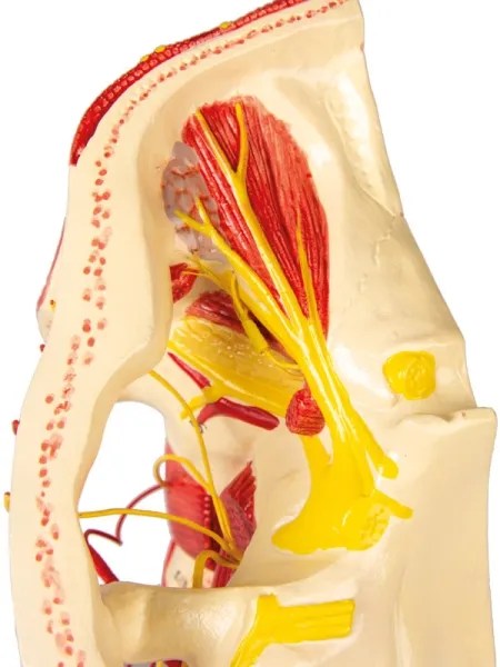 Arterien des Kopfes