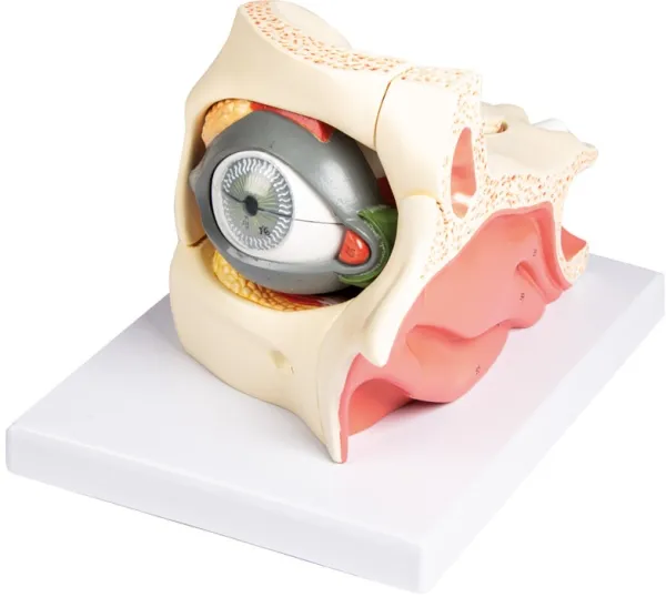 Auge mit Augenhöhle und Augenlid