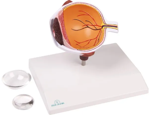 Augenhälfte vergrössert - EZ Augmented Anatomy
