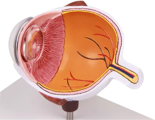 Augenhälfte vergrössert - EZ Augmented Anatomy