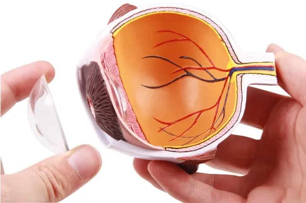 Augenhälfte vergrössert - EZ Augmented Anatomy