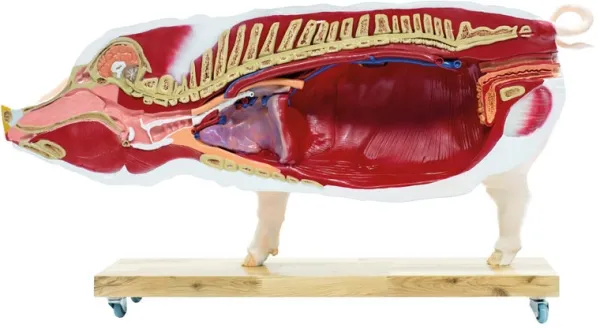 Didaktisches Schweinemodell, 20-teilig, 1/2 natürliche Grösse