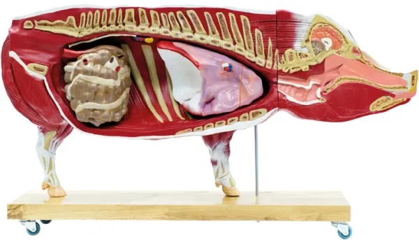Didaktisches Schweinemodell, 20-teilig, 1/2 natürliche Grösse
