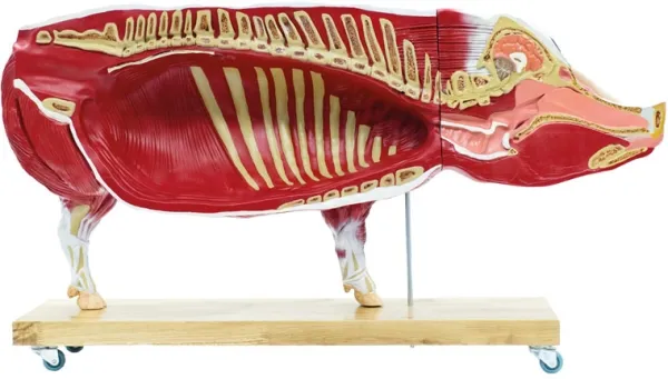 Didaktisches Schweinemodell, 20-teilig, 1/2 natürliche Grösse