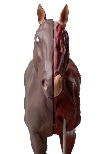 Pferde Modell (Stute), 16-teilig, 1/3 natürliche Grösse