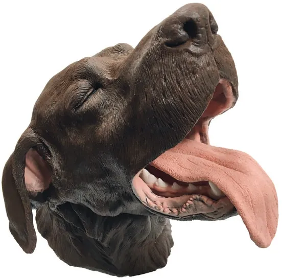 Chirurgisches Zahnmodell Hund