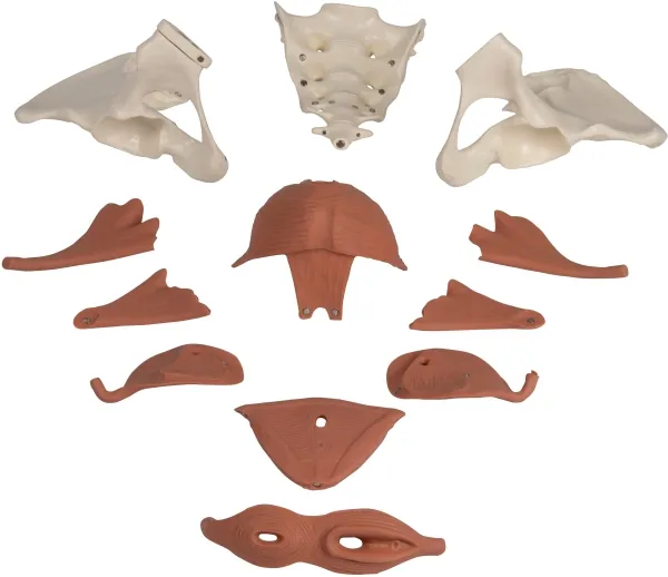 Weibliches Beckenbodenmodell 12-teilig, magnetisch