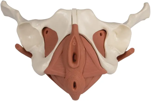 Weibliches Beckenbodenmodell 12-teilig, magnetisch