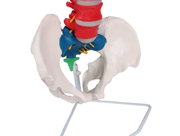 Flexible Wirbelsäule, didaktisch