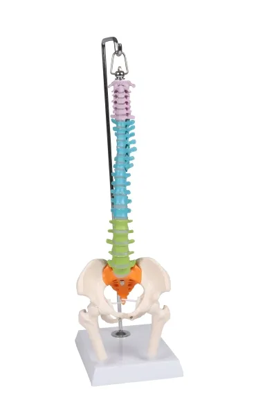 Flexible Miniaturwirbelsäule, didaktisch
