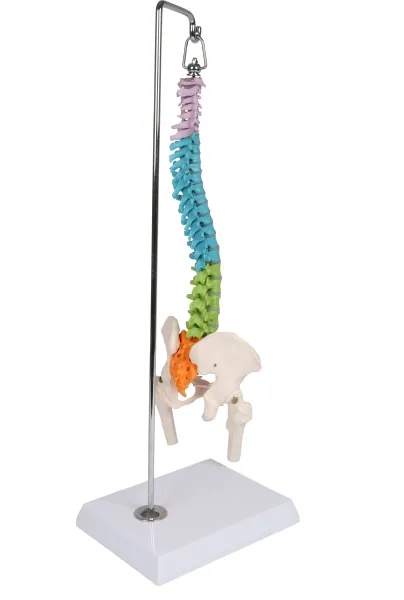 Flexible Miniaturwirbelsäule, didaktisch