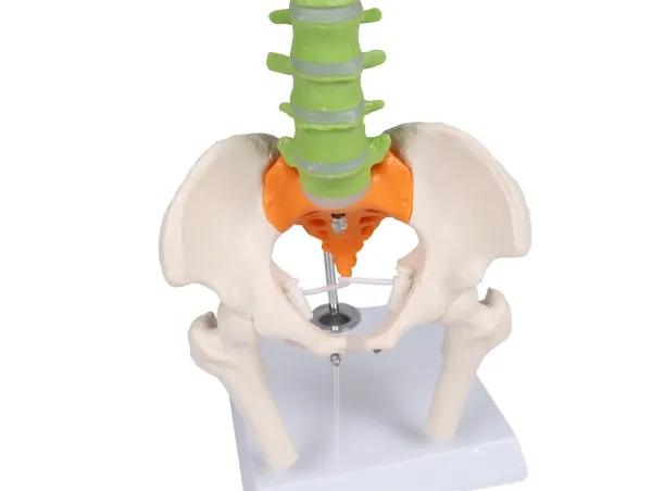 Flexible Miniaturwirbelsäule, didaktisch