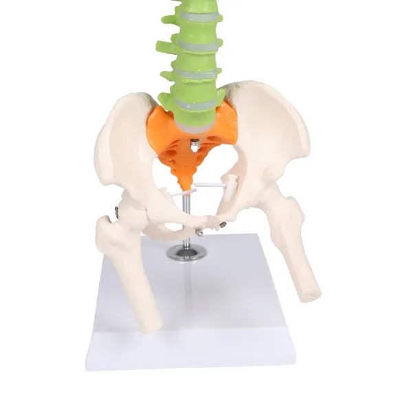 Flexible Miniaturwirbelsäule, didaktisch
