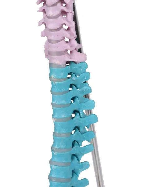Flexible Miniaturwirbelsäule, didaktisch