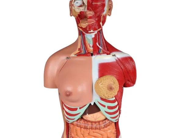 Zweigeschlechtlicher Torso mit offenem Rücken, 28-teilig