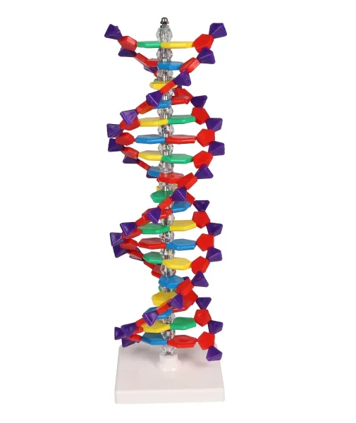 DNA Doppelhelix