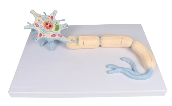 Neuron, 3000-fache Grösse, 2-teilig