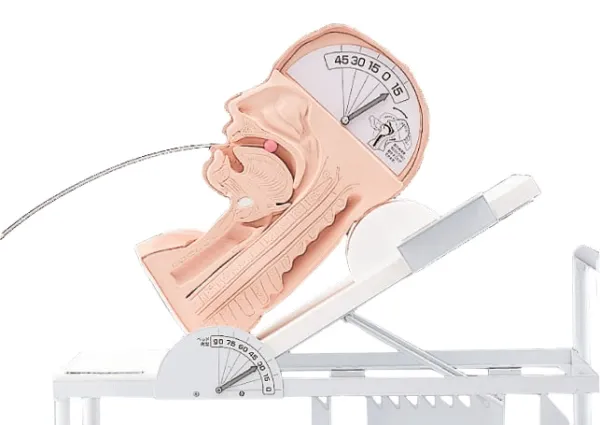 Demonstrationsmodell Schluckmechanismus