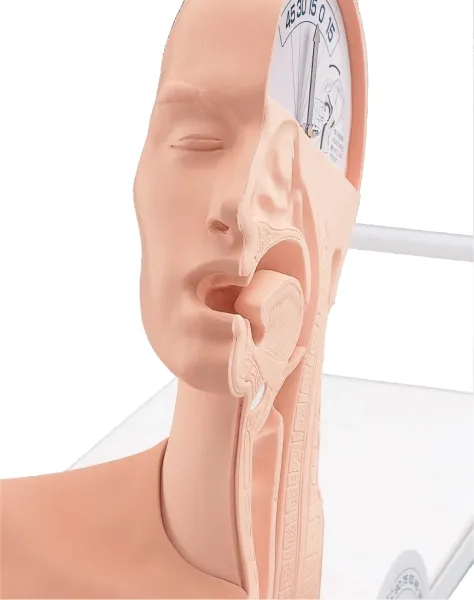 Demonstrationsmodell Schluckmechanismus