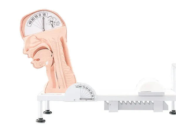 Demonstrationsmodell Schluckmechanismus
