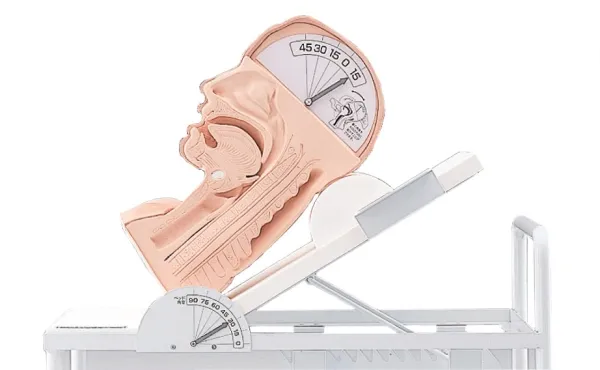Demonstrationsmodell Schluckmechanismus