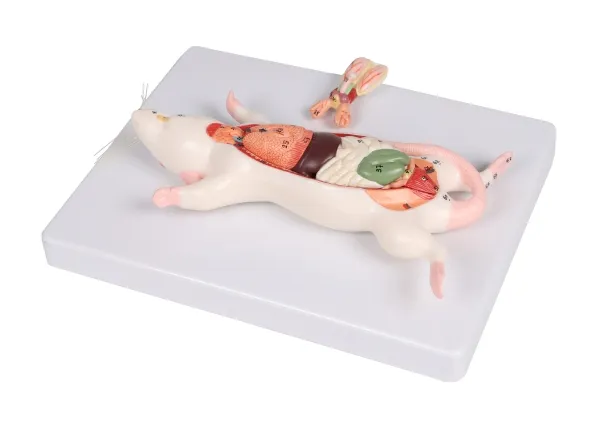 Dissektionsmodell Ratte