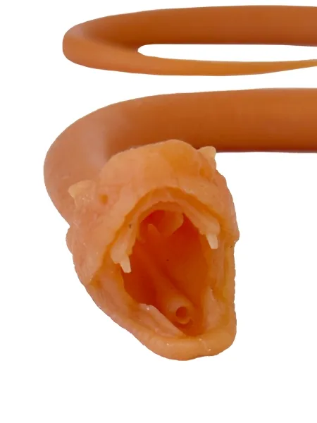 Endotracheale Intubation der Schlange