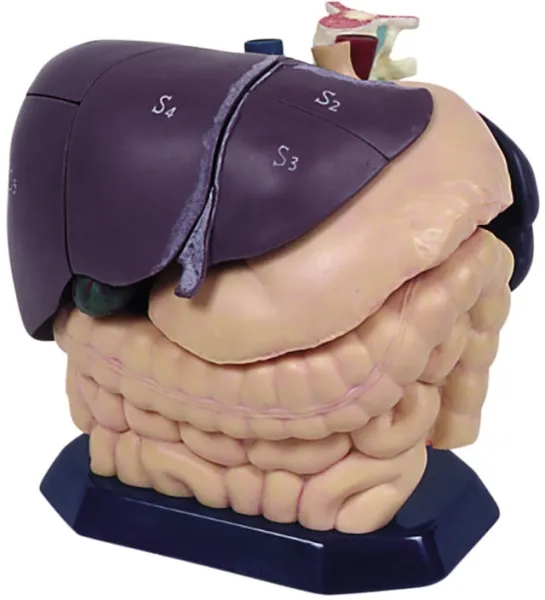 Anatomisches Modell für Ultraschallausbildung