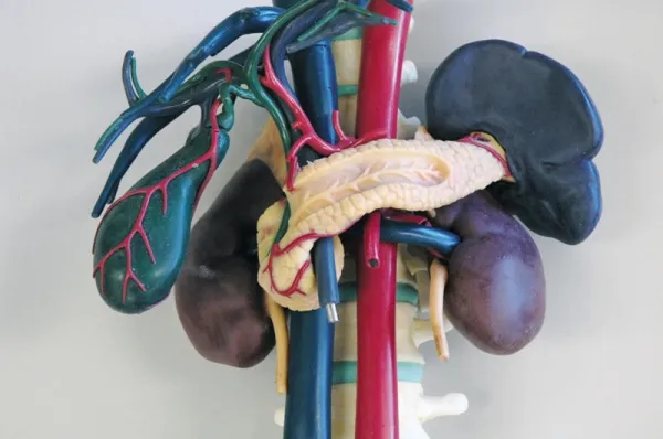 Anatomisches Modell für Ultraschallausbildung