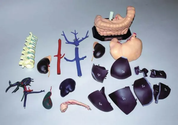 Anatomisches Modell für Ultraschallausbildung