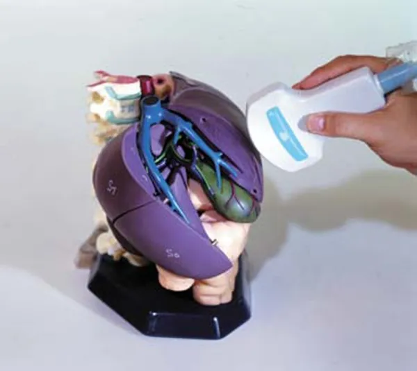 Anatomisches Modell für Ultraschallausbildung