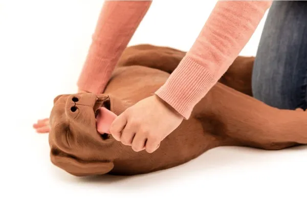 HLW Übungshund CasPeR