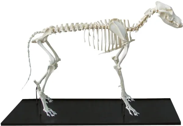 Hundeskelett, montiert, mittelgrosser Hund