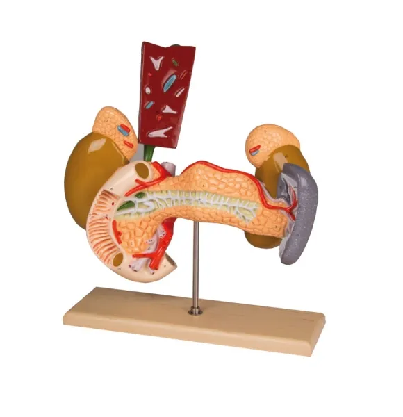 Innere Organe, 2-teilig